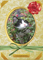 SNAPSHOT CARD